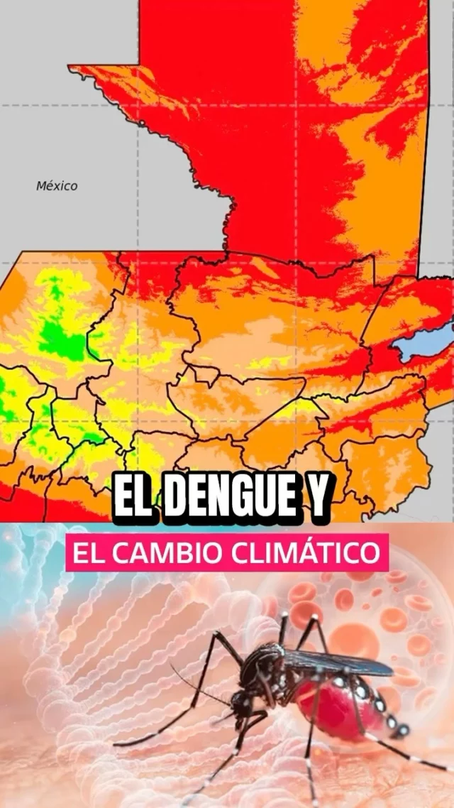 ⚠️Hoy vivimos uno de los mayores brotes de dengue que se han registrado en Guatemala. 🦟 

El aumento de estas infecciones fue  advertido el año pasado. La razón de la alerta: El CAMBIO CLIMÁTICO.🔥🌩️

👨🏽‍💻 Te explica @josedavidteinforma

#Dengue #Guatemala #Ciencia #Naturaleza #cambioclimatico