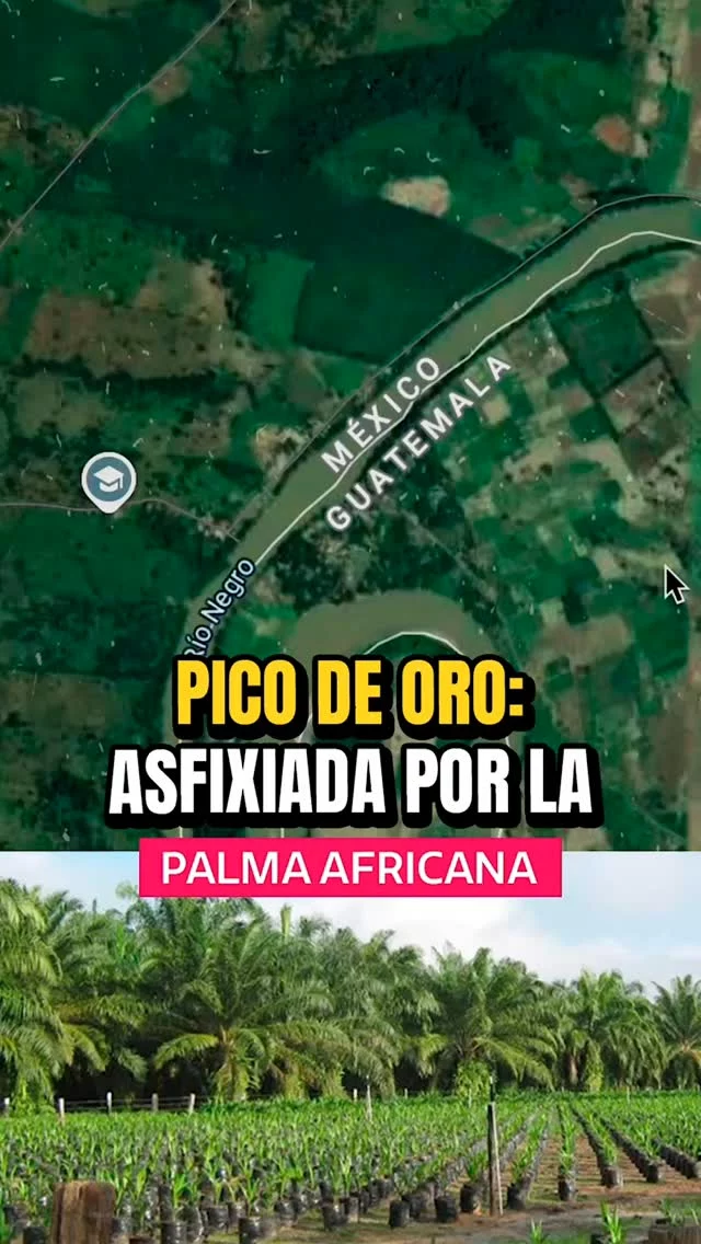 🌴 Pico de Oro se convirtió en una isla. La comunidad quedó rodeada por palma africana y ahora luchan contra la empresa para poder tener un camino para su entrada y salida.

👉 Leé el repor de @elfenanu en Quorum.gt