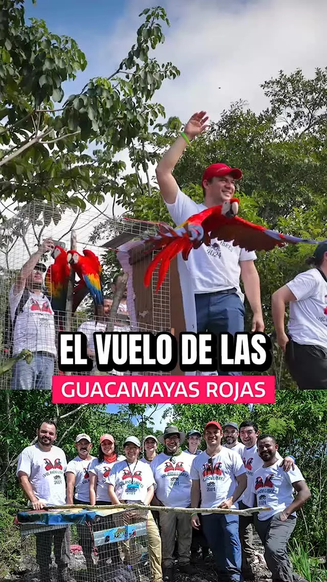 🍃 Menos de 300 guacamayas rojas quedan en libertad en Guatemala 🇬🇹

@gabriel.woltke te cuenta sobre una iniciativa que busca evitar su extinción. 

👉 Seguí a @defensoresdelanaturaleza y @arcasguate para estar al tanto.

#AletazosPorLaConservación #guacamayaslibres