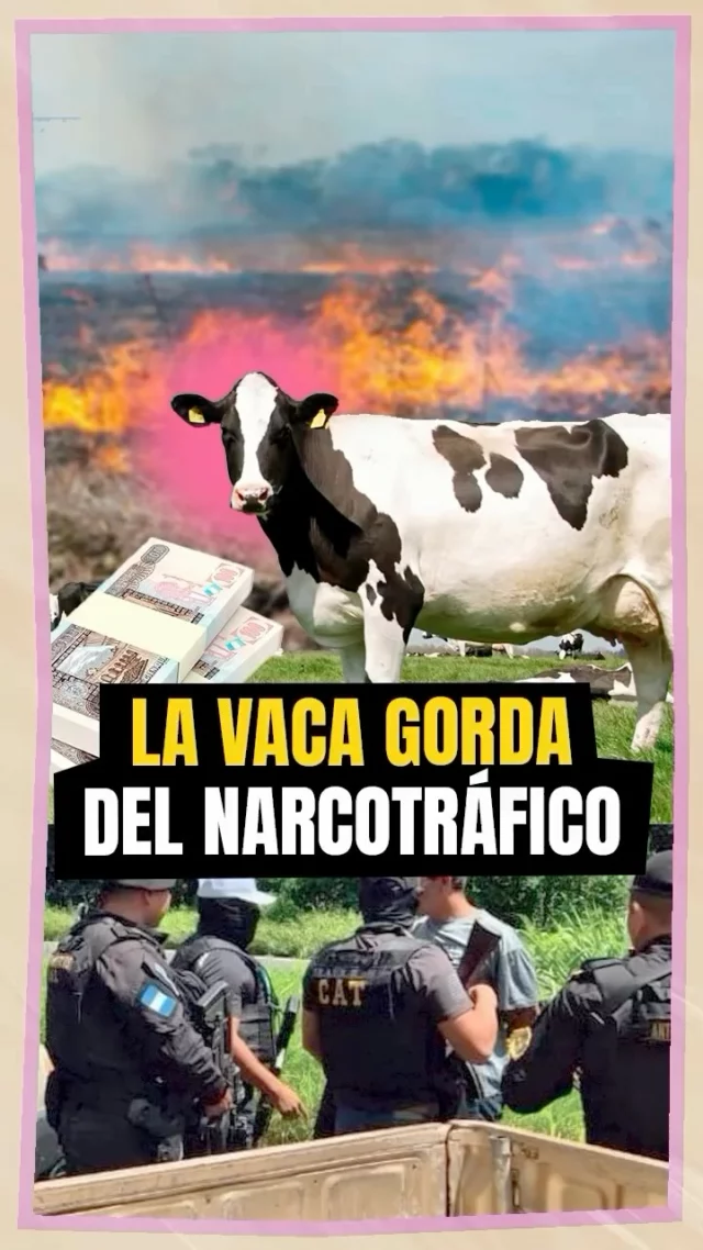 👀 Nos preguntaron qué tiene que ver la deforestación y la ganadería con el narco. 

La respuesta… pues es bien jugosa. 🥩

💰 Lavan dinero con ganado.
🔥 Deforestan áreas protegidas.
🛩️ Usan la tierra para pistas clandestinas.

Y mientras, la selva sigue desapareciendo... 😡 

Te lo cuenta @pialaperiodista en este video 🎥👇

#SelvaMaya #NarcoGanado #Deforestación